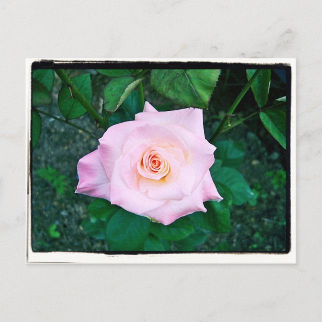 Princess-Rose Postkarte (Vorderseite)