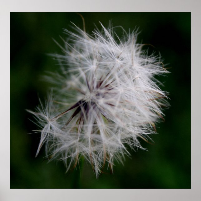 Princess Soft Dandelion Poster (Vorne)