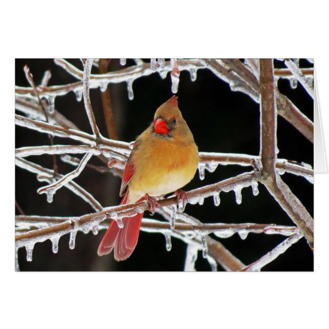 Princesse de glace (Devant horizontal)