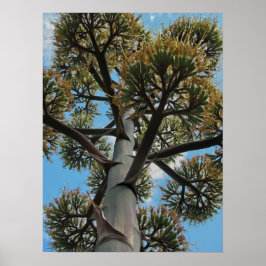 Print: Agave Poster