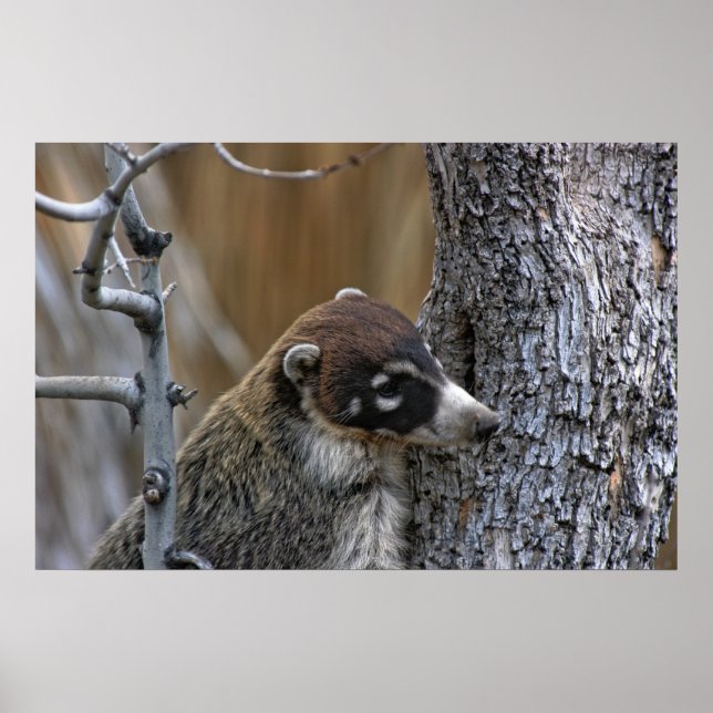 Print: Coatimundi #2 Poster (Vorne)