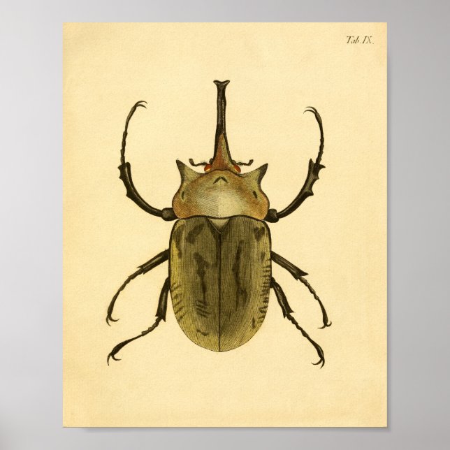 Print "Entomologie IV" Poster (Vorne)