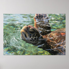 Print: Green Sea Turtle Poster