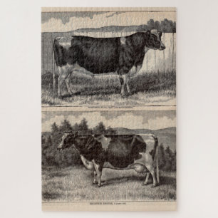 Print Holstein Bull und Holstein Kuh aus dem 19. J
