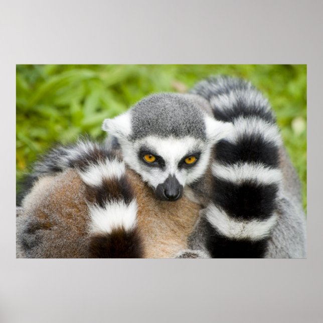 Print - Niedlicher Lemur Stripey Schwanz Poster (Vorne)