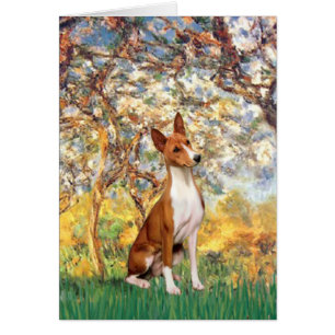 Printemps - Basenji