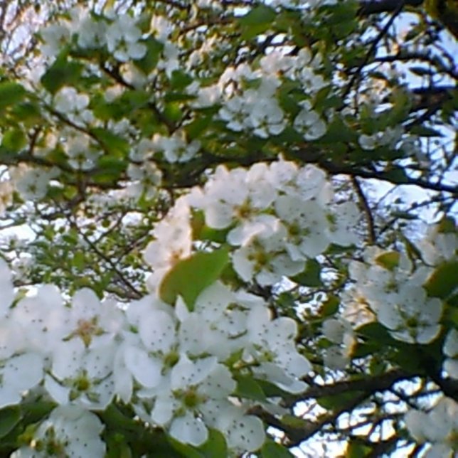 Printemps en fleur toile étirée (Créateur téléchargé)