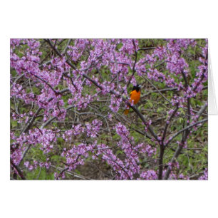 Printemps, loriot dans l'arbre de Redbud