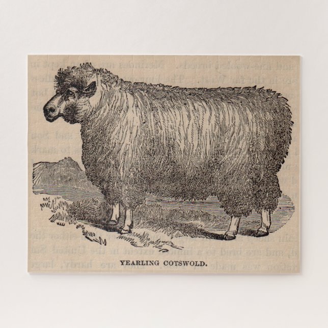 Printjarling Cotswold Schafe aus dem 19. Jahrhunde (Horizontal)