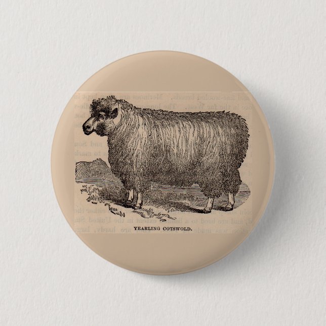 Printjarling Cotswold Schafe aus dem 19. Jahrhunde Button (Vorderseite)