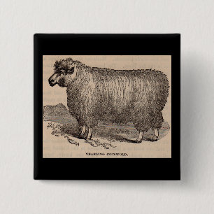 Printjarling Cotswold Schafe aus dem 19. Jahrhunde Button