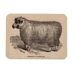 Printjarling Cotswold Schafe aus dem 19. Jahrhunde Magnet