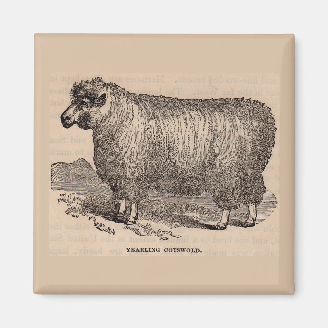 Printjarling Cotswold Schafe aus dem 19. Jahrhunde Magnet (Vorne)