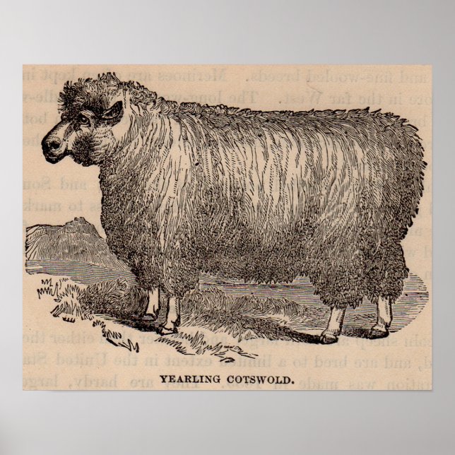 Printjarling Cotswold Schafe aus dem 19. Jahrhunde Poster (Vorne)