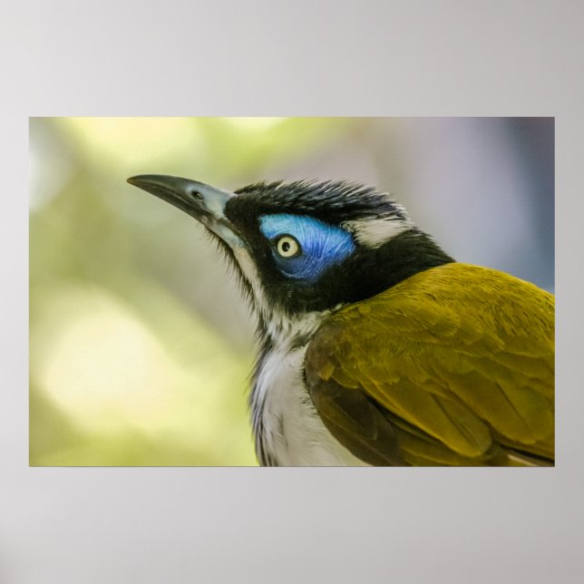 Printwerbung: Blauer Honeyeater #1 Poster (Vorne)