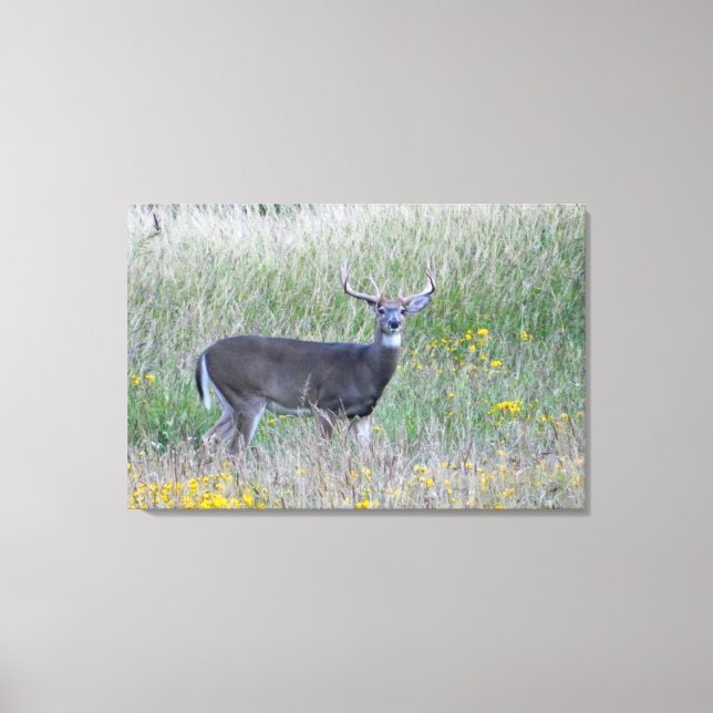 Prinz der Wiese (Hirsch) Leinwand drucken (Vorderseite)