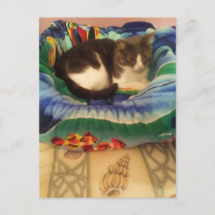 Prinzessin A Sweet Little Southern Ragamuffin Kitt Postkarte