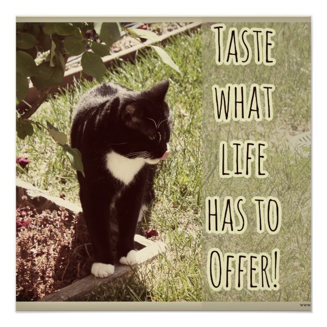 Probieren Sie Life Motivierend Cat Foto Zitat Poster (Vorderseite)