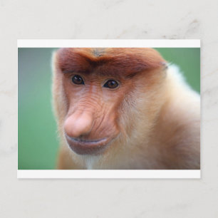 Proboscis Affe Labuk Bay Borneo Postkarte
