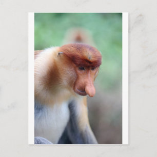 Proboscis Affe Labuk Bay Borneo Postkarte