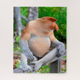 Proboscis Monkey.