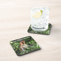 Proboscis Monkey Borneo