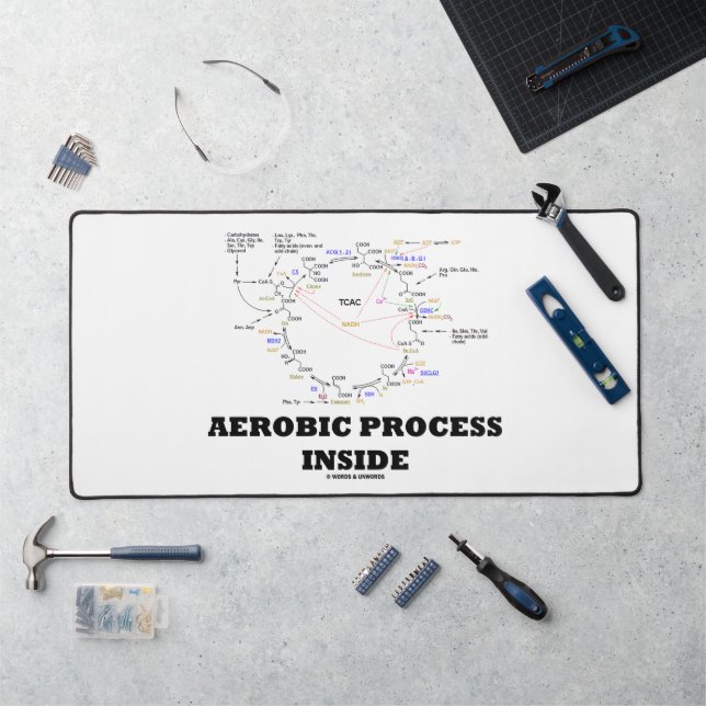 Processus aérobie à l'intérieur du cycle des Krebs (Poste de travail)