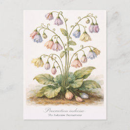 Procrastina indecisa Der unentschlossene Zauderer Postkarte