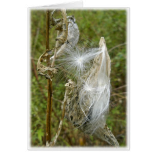 Produits de coordination des semences de Milkweed