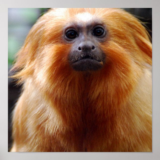 Produkt anpassen poster (Vorne)