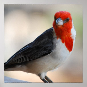 Produkt anpassen poster