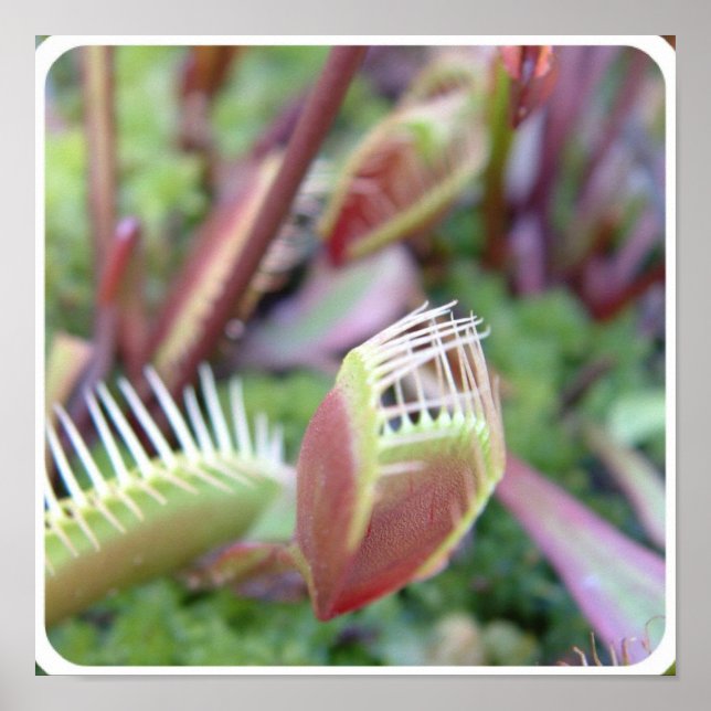 Produkt anpassen poster (Vorne)