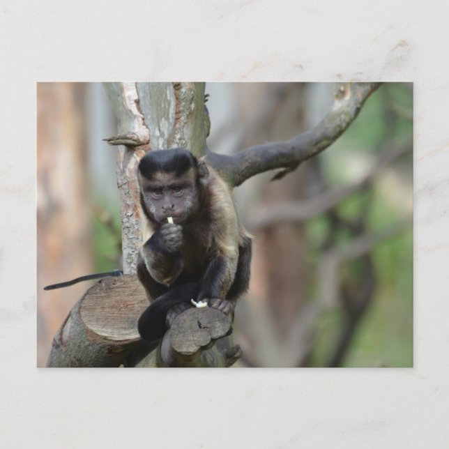 Produkt anpassen postkarte (Vorderseite)