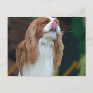 Produkt anpassen postkarte