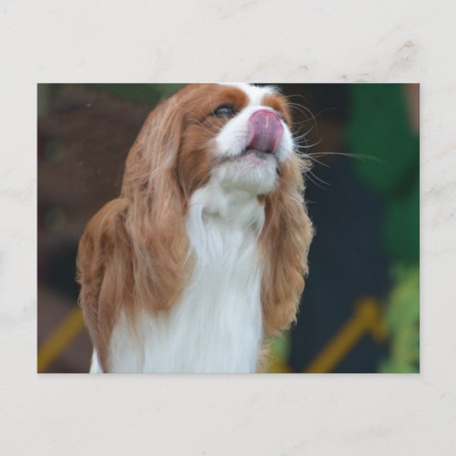 Produkt anpassen postkarte (Vorderseite)