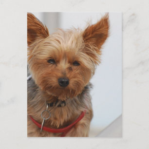 Produkt anpassen postkarte