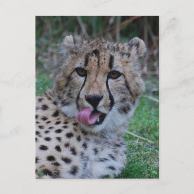 Produkt anpassen postkarte (Vorderseite)