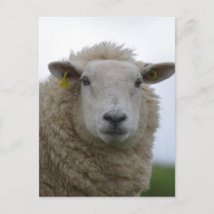 Produkt anpassen postkarte