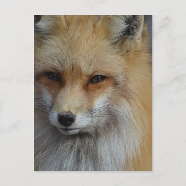 Produkt anpassen postkarte (Vorderseite)