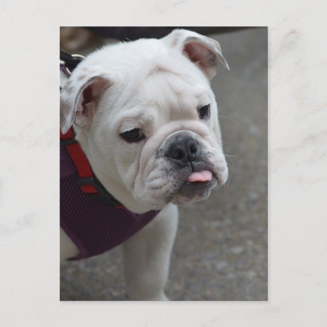 Produkt anpassen postkarte (Vorderseite)