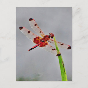 Produkt anpassen postkarte