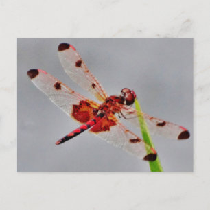 Produkt anpassen postkarte