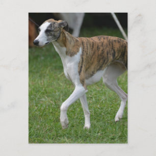 Produkt anpassen postkarte