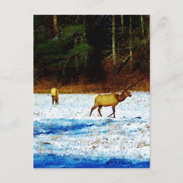 Produkt anpassen postkarte (Vorderseite)