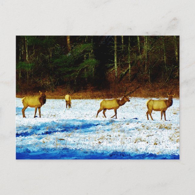 Produkt anpassen postkarte (Vorderseite)