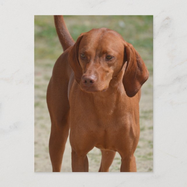 Produkt anpassen postkarte (Vorderseite)