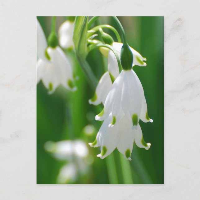 Produkt anpassen postkarte (Vorderseite)