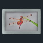 Produkt anpassen rechteckige gürtelschnalle<br><div class="desc">Gepunkteter Drachendrache aus Rot und Schwarz,  Fliegen,  Fliegen,  Fliegen,  Libellen,  Libellen,  Fliegen,  Drachen,  Insekten,  Insekten,  Garten,  Natur,  Wachstum,  Pflanze,  Libellen und Damselfliegen,  Gelassenheit,  Freude,  Sommer,  Freude,  grüngelb,  lila</div>