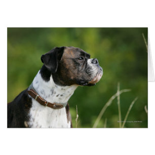Profil de chien de boxe