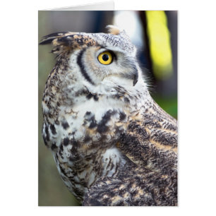 Profil de la chouette à grande corne